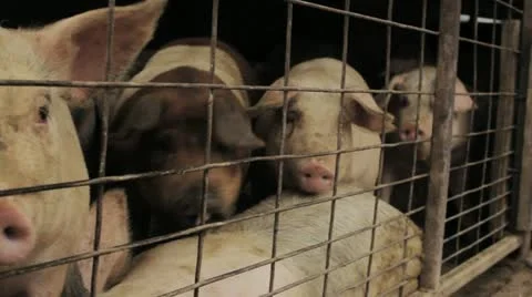 Pigs Slide HD Stock Footage 12379361