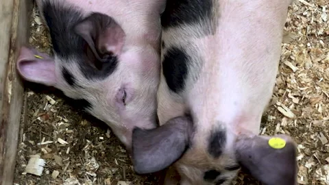 Pigs snuggling Stock Footage 210540154