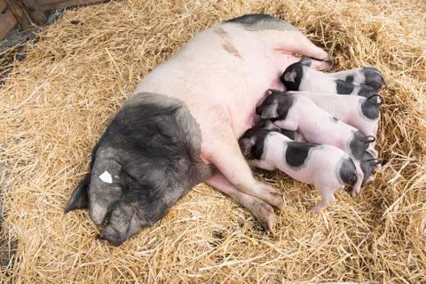 Pigs in straw Stock Photos