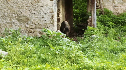 Pigs on streets Vídeos de archivo 54090255