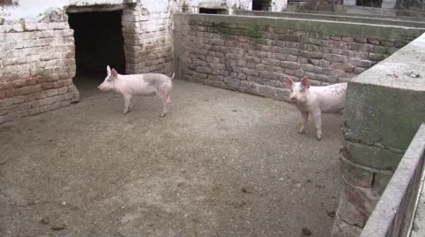 Pigs in the sty and sounds of feathered animals Stock Footage 47872232