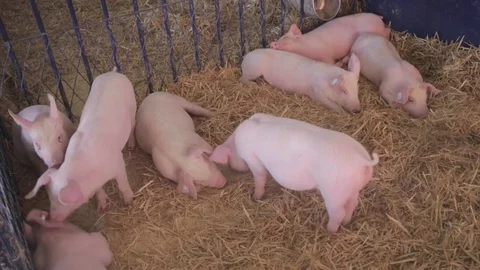 Pigs in Sty at Farm Video stock 71473344