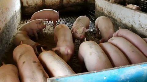 Pigs in the sty Stock-Footage 45833378