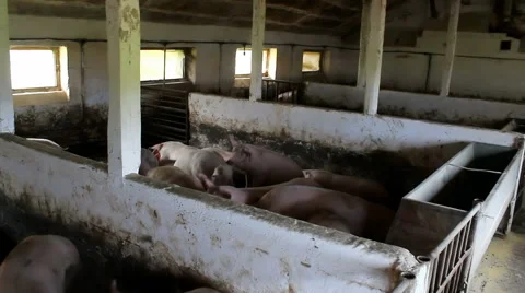 Pigs in the sty Stock-Footage 45836478