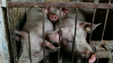 Pigs in the sty Stock-Footage 45839654