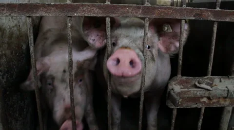 Pigs in the sty Video stock 45841257