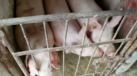 Pigs in the sty Stock-Footage 45841909
