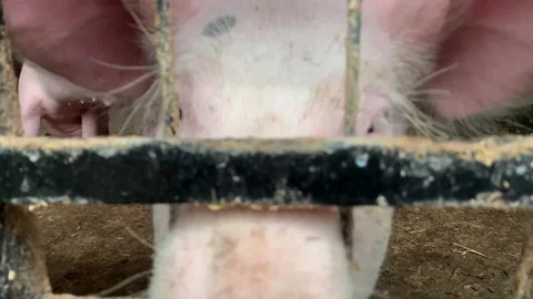 Pigs in a sty with sun shining and flies UK 4K Stock Footage 149425572