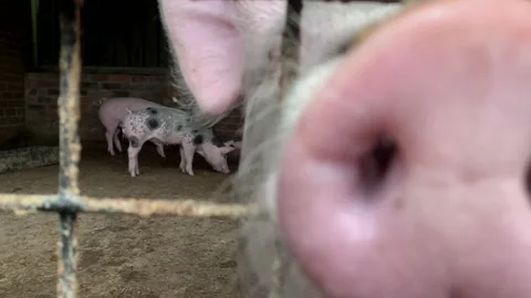 Pigs in a sty with sun shining and flies UK 4K 스톡 동영상 149425692