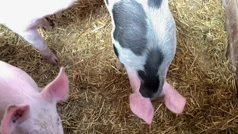 Pigs in a sty with sun shining and flies UK 4K Stock-Footage 149427928