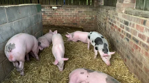Pigs in a sty with sun shining and flies UK 4K 스톡 동영상 149428511