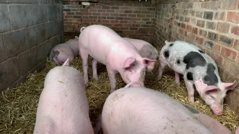 Pigs in a sty with sun shining and flies UK 4K Stock Footage 149429128