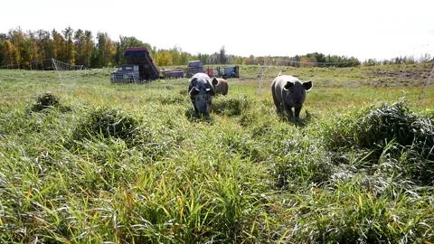 Pigs in the Sun Stock Footage 142159953