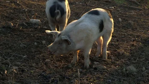 Pigs at sunset 库存影片 97763956