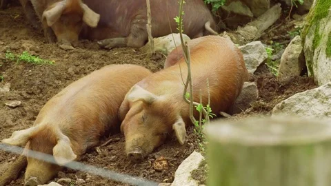 Pigs taking a nap Vídeos de archivo 75462728