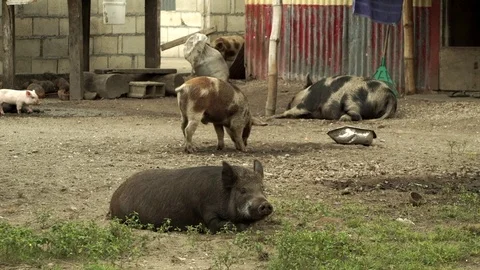 Pigs in Vanuatu Stockbeeldmateriaal 76485229