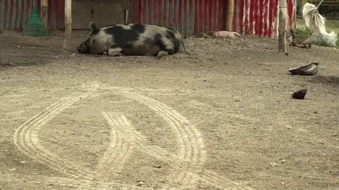 Pigs in Vanuatu Stock Footage 76504570