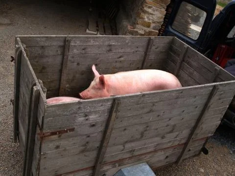 Pigs on the wagon Foto stock