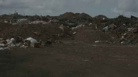 Pigs walking around 2 Vídeos de archivo 77629657