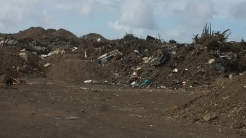 Pigs walking around Video stock 77629627