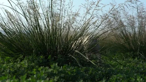Pigs walking through a grass Stock Footage 122260216