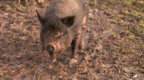 Pigs Walking Through Mud in Farm Broll, HD Video Stock Footage 22150150