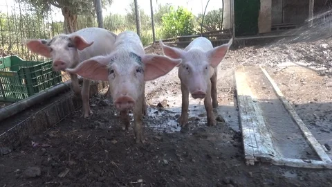 Pigs wash Stock Footage 127124498
