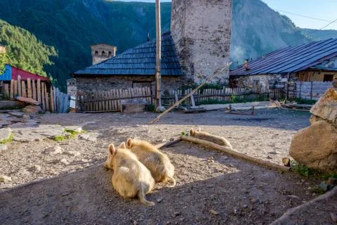 Pigs in the yard, Svaneti Foto stock