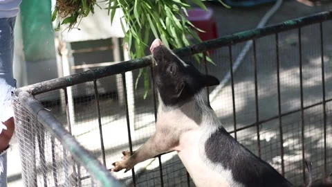 Pigs A young wild boar eats vegetables brought to the public in the park. 動画素材 160471520