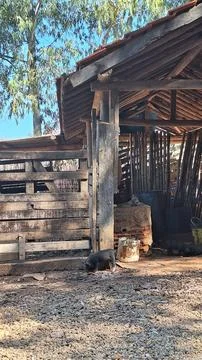 Pigsty on the farm Stock Photos