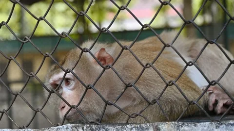 Pigtail macaque monkey are stress and lonely Stock-Footage 164376078