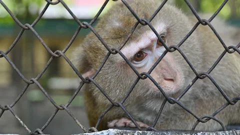 Pigtail macaque monkey are stress and lonely Stock-Footage 164761375