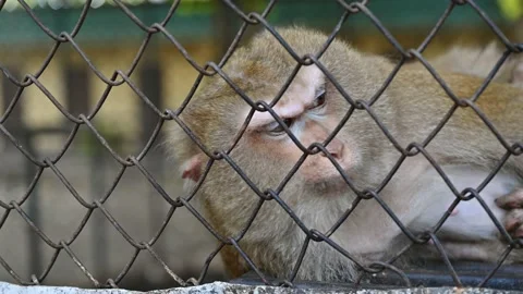 Pigtail macaque monkey are stress and lonely Stock-Footage 164761608