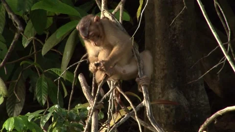 Pigtailed Macaque Stock Footage 170358330