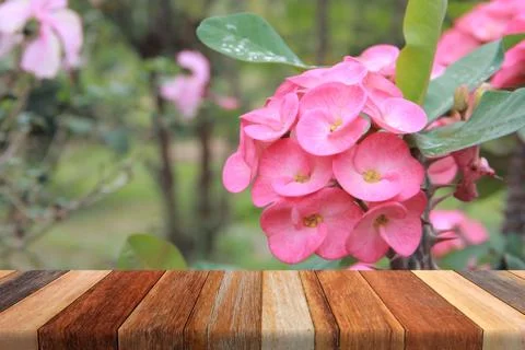 Piink flower on table Stock Photos