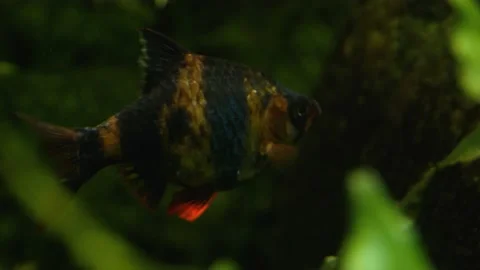 Pijama cardinal fish Stock Footage 135038691