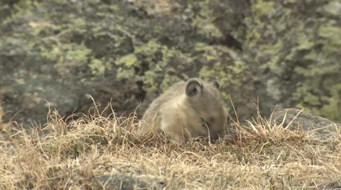 Pika Adult Eating Rocky Mountain National Park Grass Summer Stock Footage
