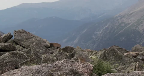 Pika Animal in Alpine Mountains in Summer Rocky Mountain National Park Stock Footage