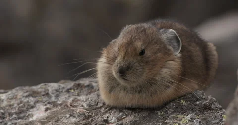 Pika Animal in Alpine Rocks in Rocky Mountains Resting in Summer Stock Footage