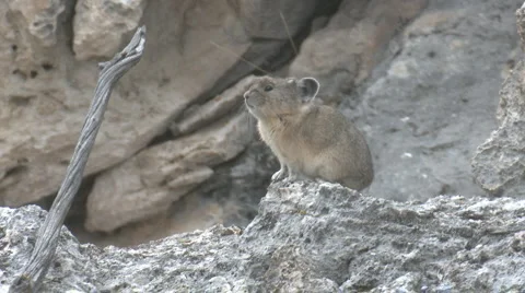 Pika Animal on a Rock Stock Footage