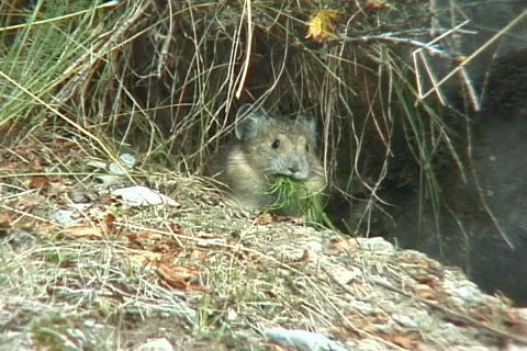 Pika with bundle of grass Stock Footage