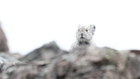 Pika in the Canadian wilderness Stock Footage