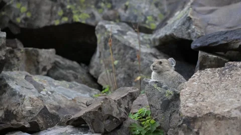 Pika in the Canadian wilderness 動画素材 328366390
