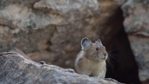 Pika - Closeup with Audible Squeak Stock Footage