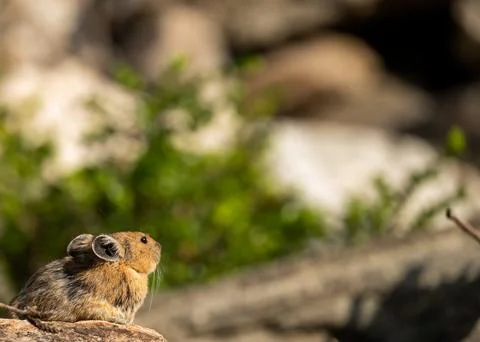 Pika in the corner of image with blurry background Fotos de archivo