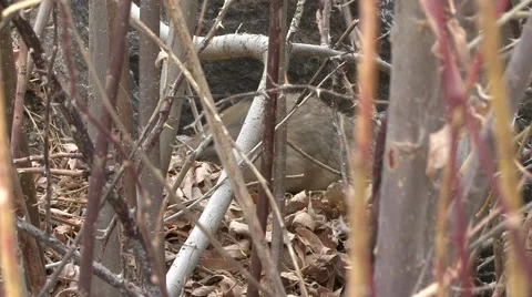 Pika feeding in snowfall in Ladakh in India 2 Stock Footage