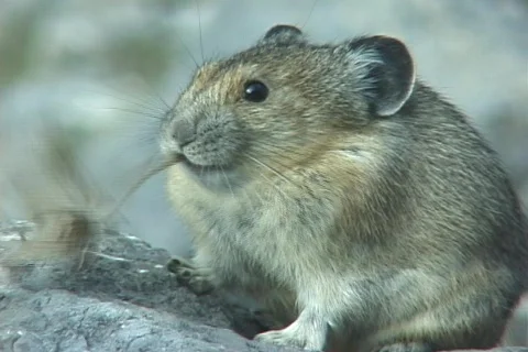 Pika Meal Stock Footage