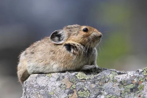 Pika Stock Photos