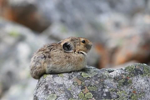 Pika Stock Photos