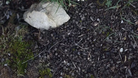 Pika Poo Stock Footage 125347191